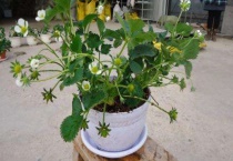 上水石可以上栽什么小型树