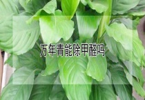 万年青能除甲醛吗？