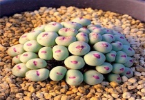 口笛多肉几月份脱皮