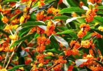 橙色桂花是什么品种