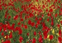 虞美人和罂粟花的区别？ 它们的果实有什么不同