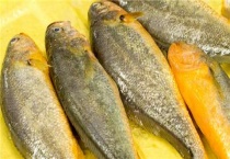 半野生黄鱼和野生黄鱼的区别？