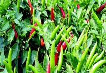 种植辣椒喷醋的作用