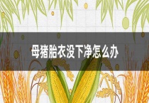 母猪胎衣没下净怎么办？