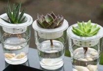 多肉换盆浇透后怎么补救