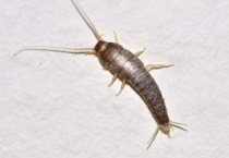 衣鱼虫是怎么产生的