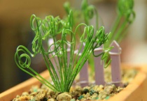 弹簧草有没有毒