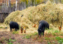杜洛克母猪一般能生几个小猪