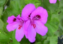 哪些天竺葵好看又好养