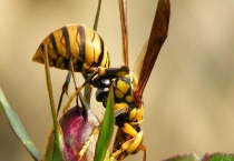 七里游胡蜂的形态特征 生活习性是什么样的