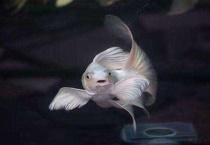 1米的缸适合养蝴蝶鲤吗？