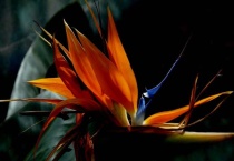 鹤望兰和天堂鸟的区别？是什么？