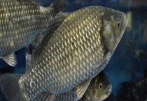 大鲫鱼喜欢的味道什么样 在哪里钓大鲫鱼