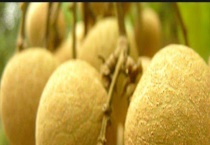 龙眼蜜怎么鉴别真假 详细介绍