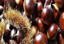 毛栗子一般几月成熟 附其生长习性和经济价值