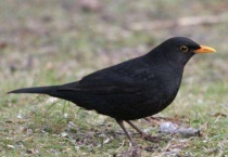 百舌鸟为什么要养三年