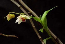 铁皮石斛和石斛有什么区别？？