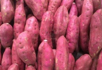 如何种红薯不生虫