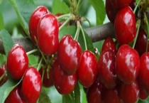 常熟可以摘樱桃的地方 樱桃的挑选多久？