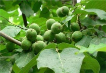 核桃树锯口流水怎么办？