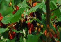 桑葚树需要多长时间才能结果 有什么繁殖多久？