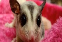 蜜袋鼯是如何过冬的 蜜袋鼯吃什么食物