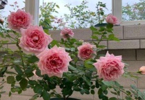 月季花枯萎了怎么救活