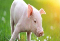 猪真的会游泳吗？它的智商有多高？