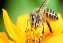 急造王台的幼虫哪来的 附其发育过程