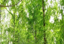 水杉是落叶还是常绿树木 附其种植多久？