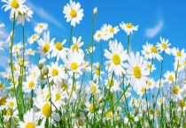 野菊花什么时候开花 附泌蜜条件