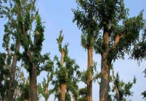 榔榆是落叶还是常绿植物 附榔榆的生长习性和主要价值