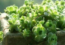 子持莲华爆盆后怎么办？