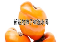 新栽的柿子树浇水吗？