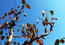 树叶干枯是什么原因？