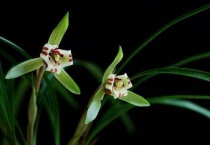 松树皮要泡多久能栽兰花