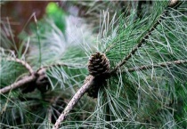 松塔什么时候成熟采摘