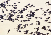 蝌蚪是什么动物