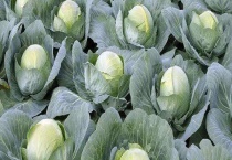 甘蓝菜能生吃吗 甘蓝菜的常见菜品