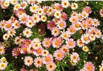 玛格丽特花能活几年