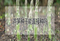 芦笋种子能直接种吗？