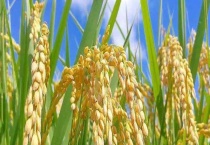 五谷杂粮有哪些 不同品种的原产地不同