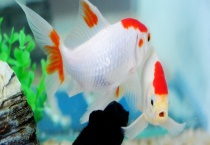 家养金鱼该如何喂养 饲料该如何选择