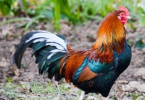 小仔鸡是什么鸡