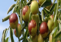 冬枣有多久保质期 冬枣有什么主要价值