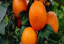 无核沃柑苗一棵的价格怎么样 有什么种植管理难度吗？