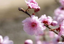 怎么让枯死的梅花重新发芽