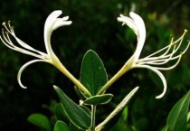 山银花与金银花的区别？有哪些？