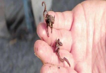 用蚯蚓钓鲫鱼怎么打窝？注意事项有哪些？