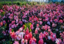 月季花的扦插方法 月季花扦插前的准备